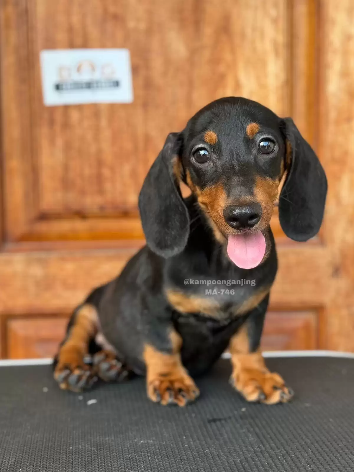 Dachshund 746