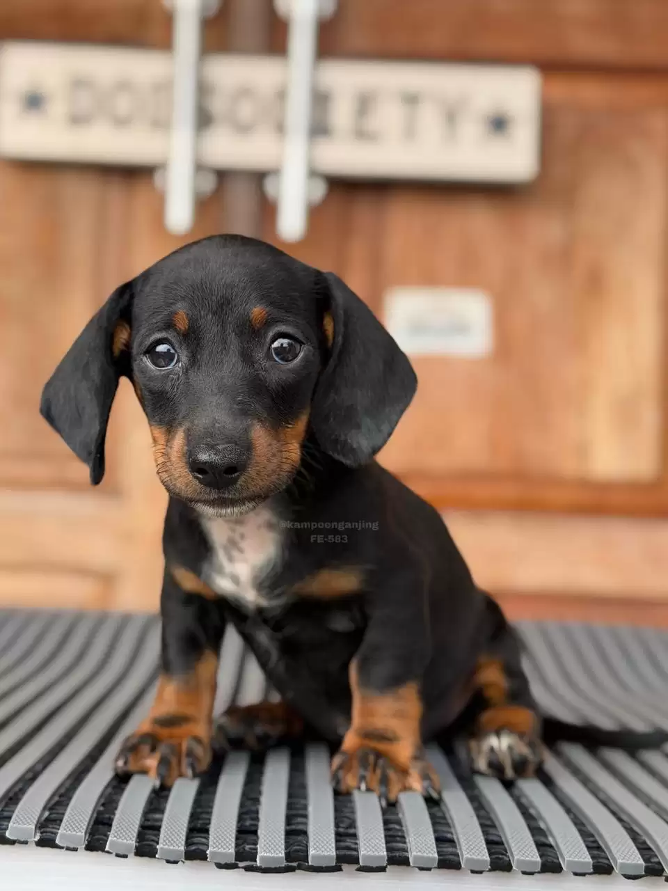 Dachshund Smoothcoat 583