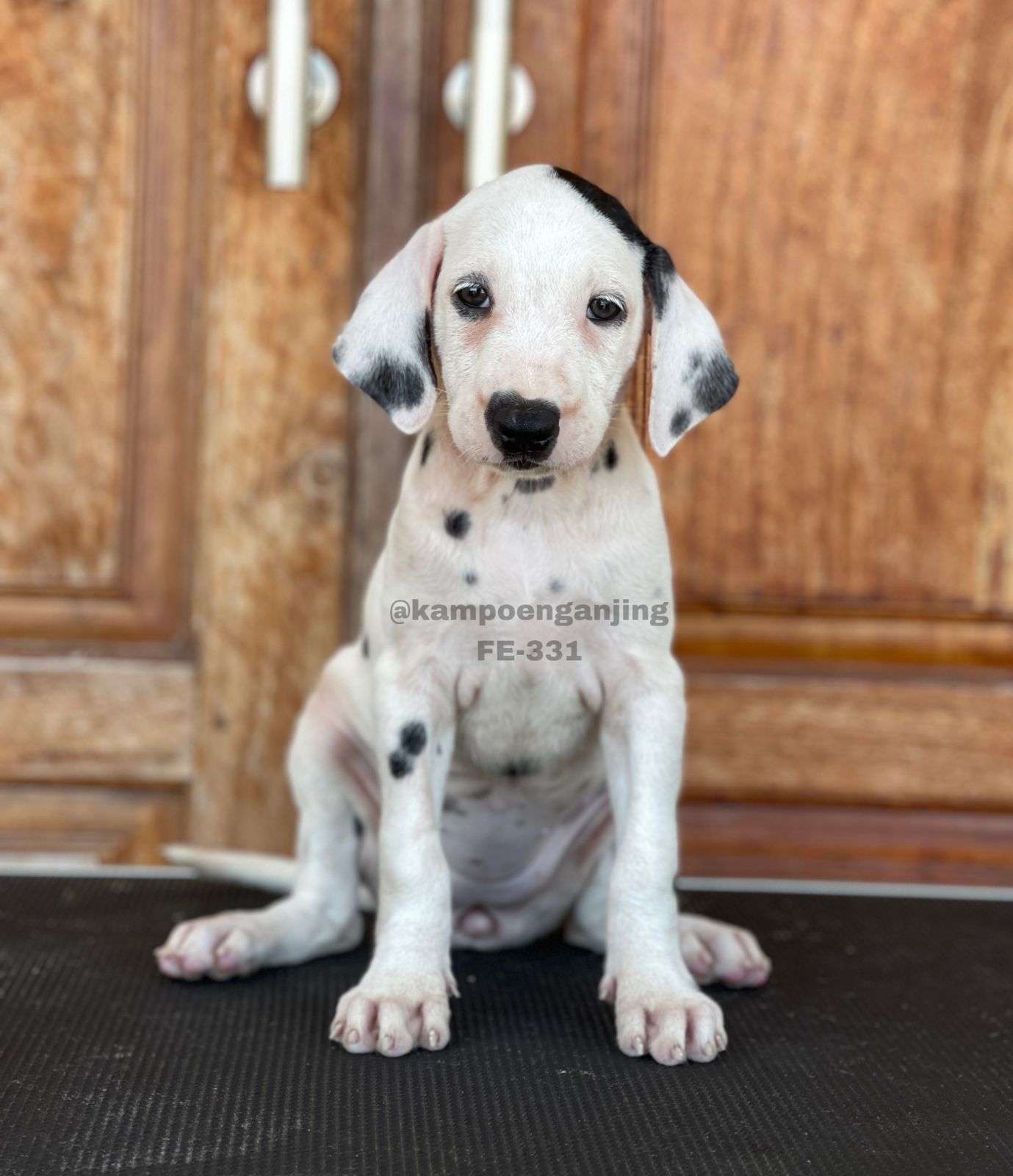 Dalmatian -331