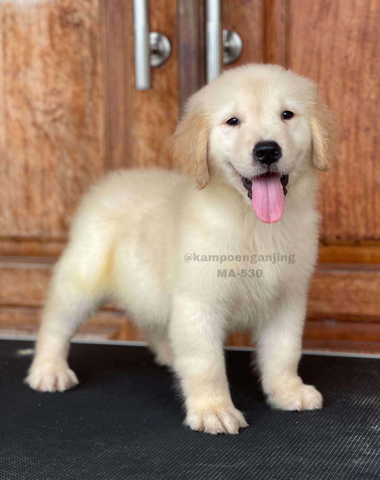 Golden retriever 530