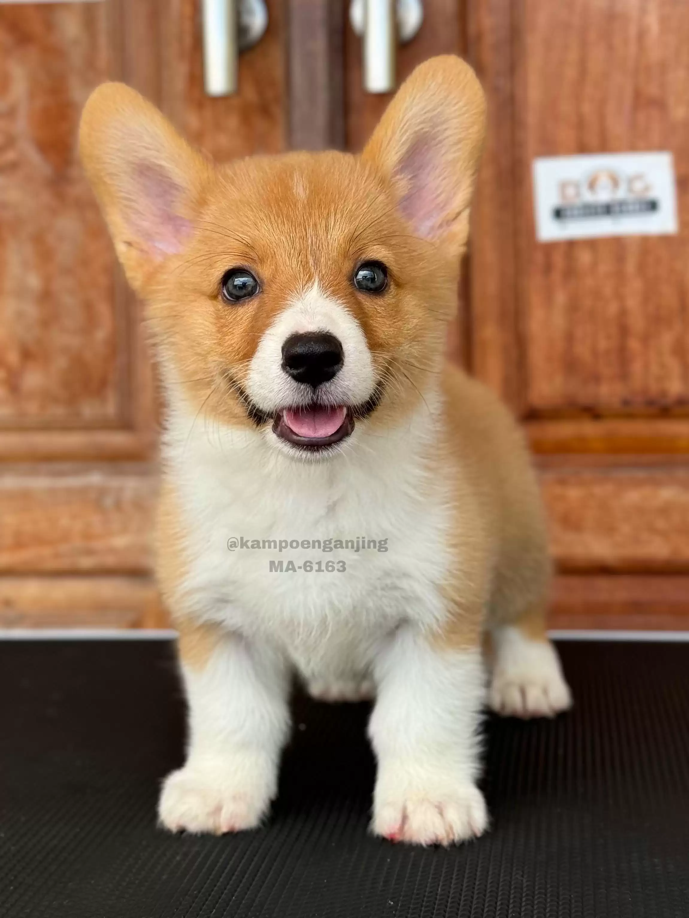 Pembroke Welsh Corgi 6163