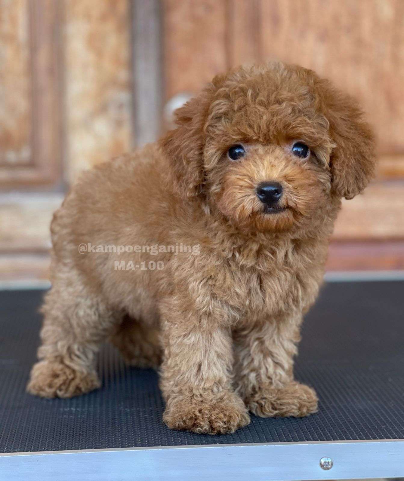 poodle - 100